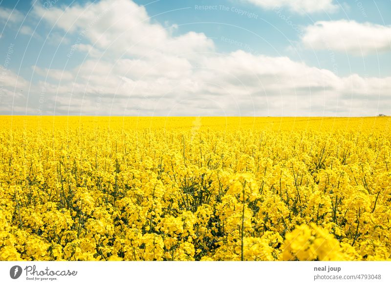 Rape field blooming to horizon under summer blue sky Landscape Nature Canola Canola field Direction Horizon Spring Summer Blue sky Yellow Blossoming Sky