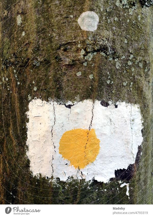 Marking a hiking trail in the design of a fried egg in springtime during a hike in the Krofdorfer Forst in Wettenberg Krofdorf-Gleiberg near Giessen in Hesse, Germany