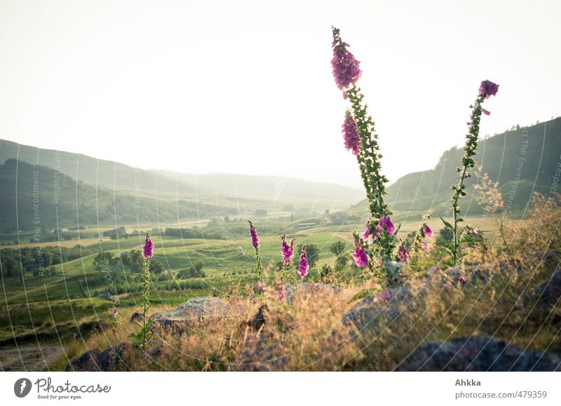 Attention, toxic Contentment Senses Meditation Fragrance Nature Landscape Plant Foxglove Meadow Field Hill Large Bright Moody Honest Life Wisdom Senior citizen