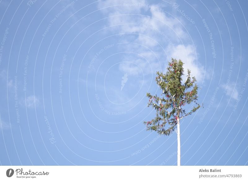 Maypole against blue sky. May tree Exterior shot Feasts & Celebrations Colour photo May 1 Tradition Spring Deserted Blue Copy Space left Day Green Tree Sky