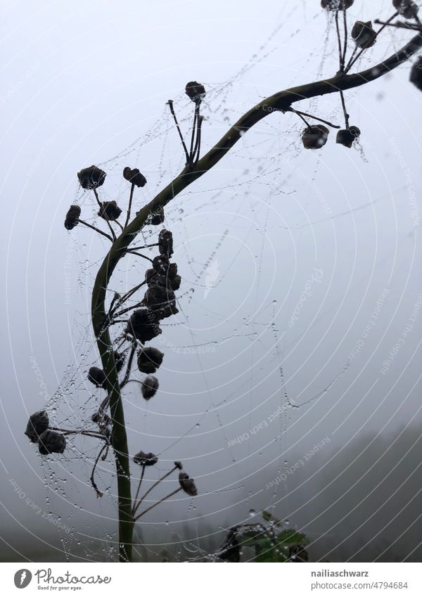 Autumn spider web Spider's web Net Drop Autumnal Plant Part of the plant autumn mood Autumnal weather Autumnal colours flowers To fall Wintertime Holiday season