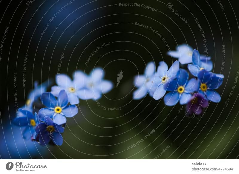 forget-me-not Myosotis Blue Forget-me-not Flower Blossom Nature Blossoming Plant Spring Close-up Colour photo Spring flower Shallow depth of field Garden