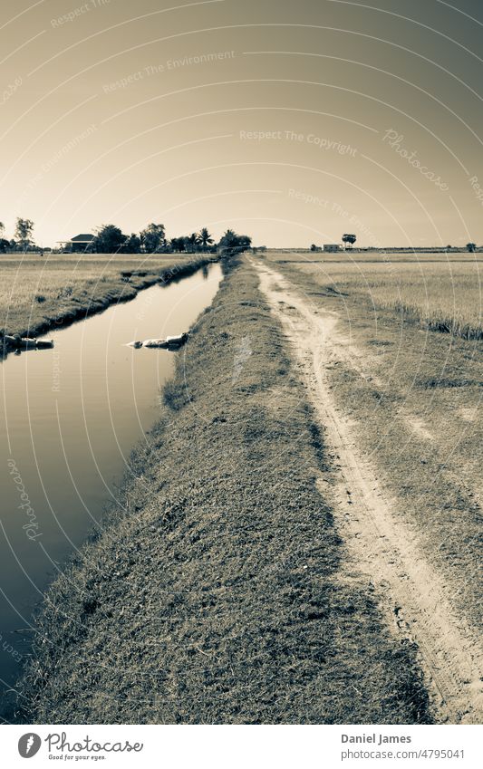 Canal and track through Cambodian rice fields Siem Reap South East Asia Rural Agriculture duotone Exterior shot Vacation & Travel landscape - scenery