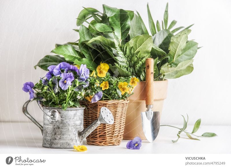 Gardening setting with potted blooming flowers,  watering can, shovel and plant in terracotta plant pot gardening houseplant terra cotta white background