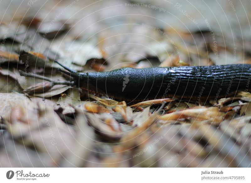 black slug crawls on the ground Rhön Black Crumpet Slug leaves Woodground Forest Nature Nature reserve Close-up Brown Slimy Environment Day Exterior shot Feeler