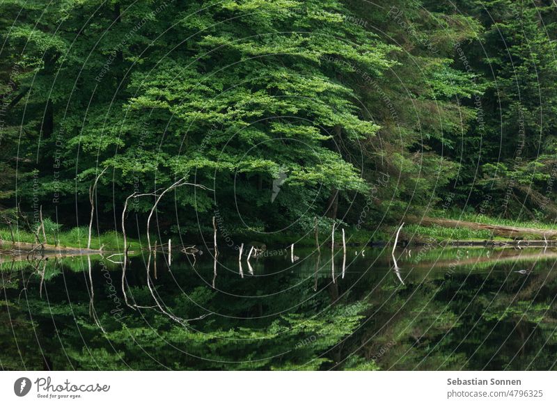 Wildsee in Black Forest with calm water surface reflecting trees and branches, Black Forest, Germany Lake Nature Tree Water Reflection Wood wild lake Landscape