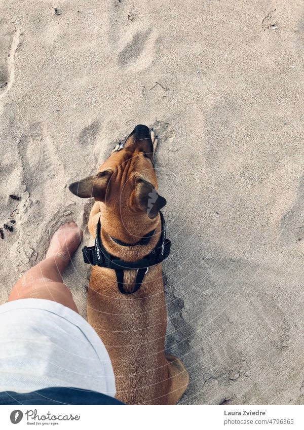 Best friend again on the beach Dog Pet walk Walk on the beach Walk the dog dog and human go out with the dog Friendship best friend best friends