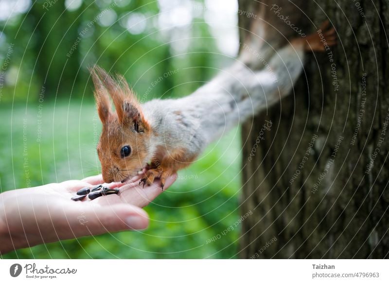 squirrel eats nuts from a human hand. Squirrel feeding in the park. animal fluffy fur mammal wildlife looking rodent portrait cute nature small food forest tree