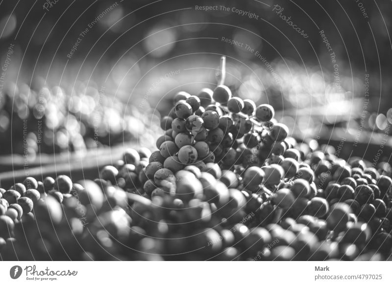 Blue vine grapes in the crate at harvesting season. Grapes for making ice wine. Detailed view of a frozen grape vines in a vineyard in autumn Fruit Harvest