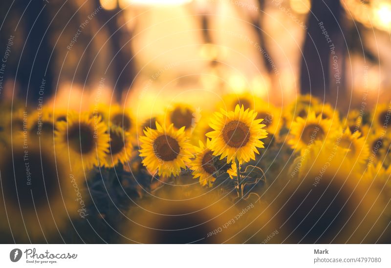 Sunflower field landscape with the Sun. Field of blooming sunflowers on a summer sunset. Sunflower natural background, Sunflower blooming in Hungary farmfield