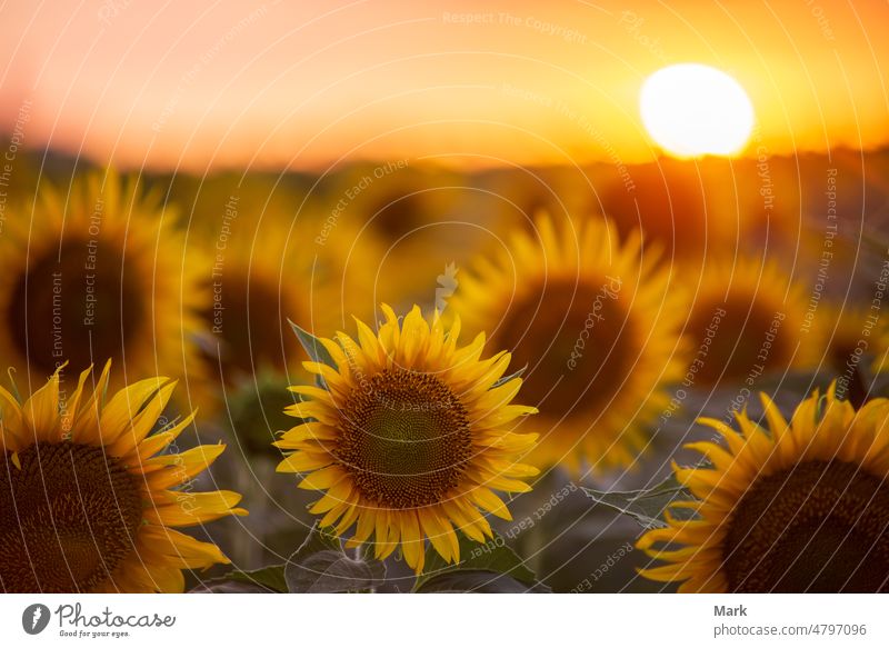 Sunflowers field with the Sun at the sunset time sunflower summer sunlight agriculture beautiful outdoor sky yellow blossom growth natural sunny landscape