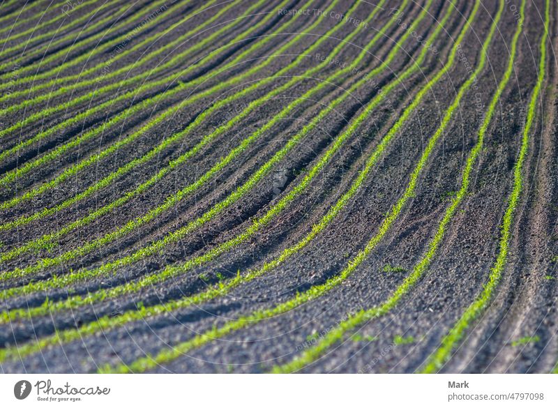 Young corn plants grow in the field farm agriculture nature growth land green rural crop farming food landscape growing organic vegetable cultivated summer sky