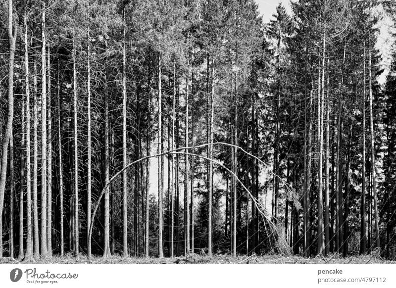 filigree | tree ballet Forest black-white trees Tree Bend flexed Landscape Environment Wood Delicate graphically Climate change Forestry Tree trunk forest Goal