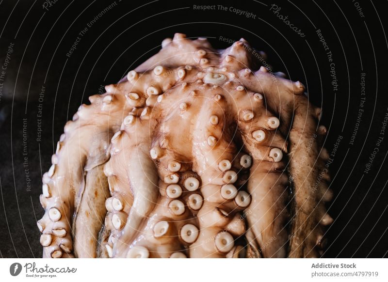 Raw octopus on black table raw seafood uncooked tentacle kitchen cuisine culinary product natural fresh mollusc light whole gastronomy delicacy healthy head