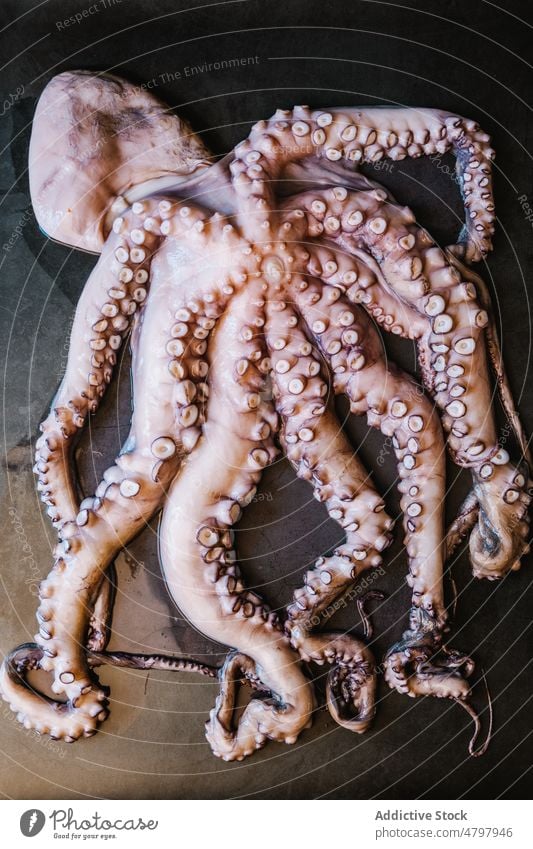 Raw octopus on black table raw seafood uncooked tentacle kitchen cuisine culinary product natural fresh mollusc light whole gastronomy delicacy healthy head