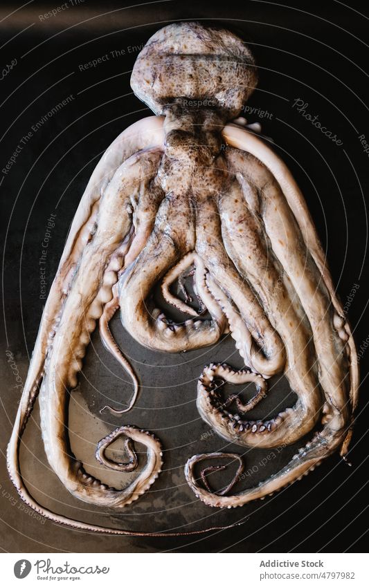 Raw octopus on black table raw seafood uncooked tentacle kitchen cuisine culinary product natural fresh mollusc light whole gastronomy delicacy healthy head