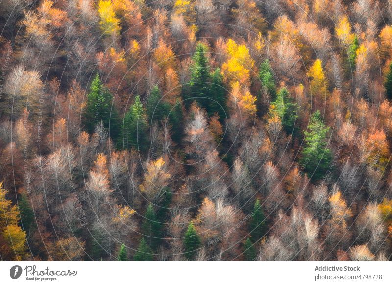 Colorful trees growing in forest woods autumn nature woodland plant dense landscape foliage environment vivid growth tall lush vegetate colorful fall scenery