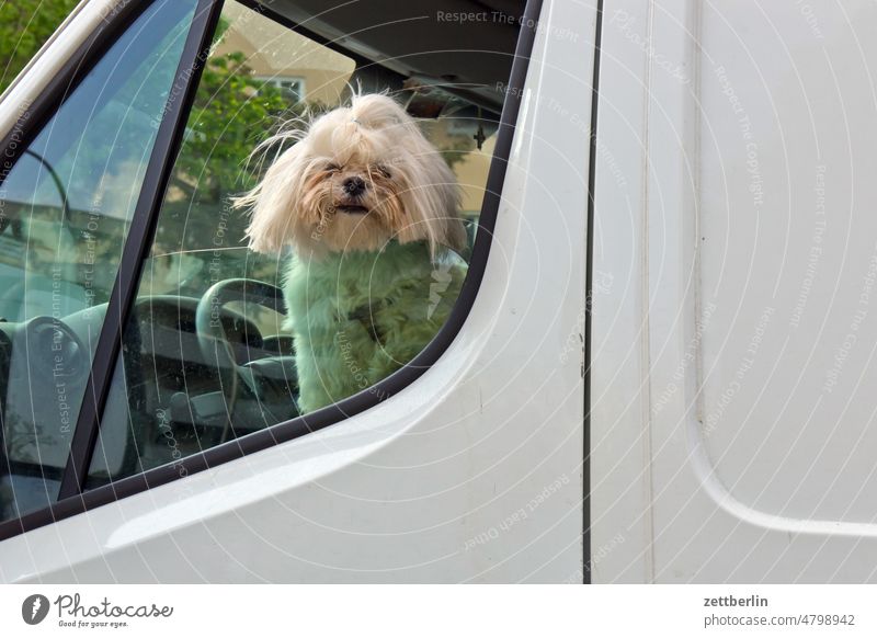 Dog in car lapdog Pet Animal Window Car Window Vantage point portrait animal portrait eye contact Face breed breed of dog Purebred dog cute Cute