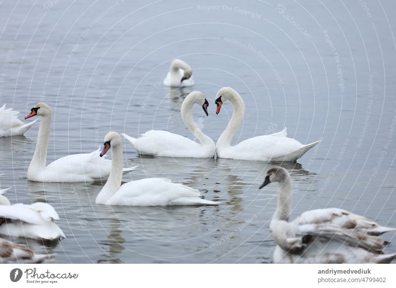 Flock swans swims in the pond. Wintering of wild birds in the city. Survival of birds, nature care, ecology environment concept, fauna ecosystem flock wintering