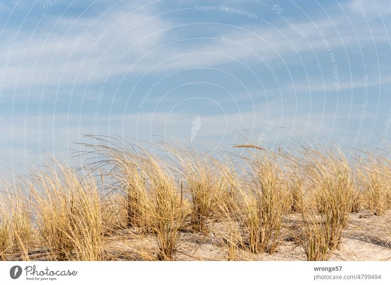 Dune grass swaying in the wind duene Marram grass Wind Baltic Sea Baltic beach Beautiful weather light cloudiness Exterior shot Colour photo Sky Deserted Beach