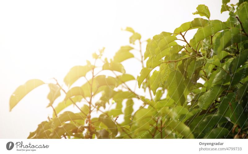 Tree leaves wet after being exposed to rain in the morning leafs agriculture asia background backgrounds beautiful beauty botanical botany branch bright closeup