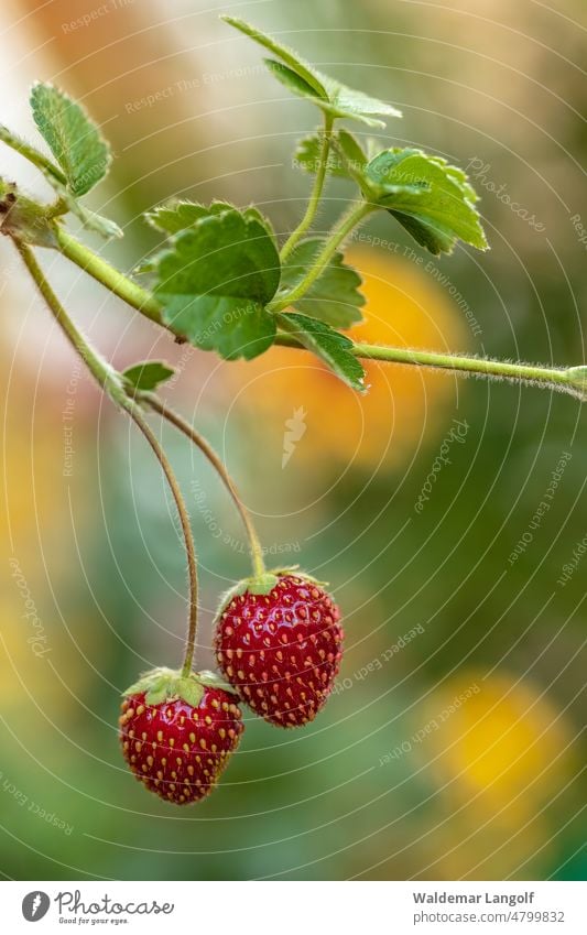 Hanging Fresh Strawberries Strawberry Berries fruit Garden Plant Mature Red Close-up Nature