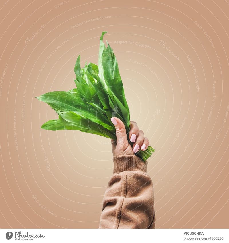 Women hand holding bunch of wild garlic at brown background women flavorful seasonal wild herb front view effect green human hand leaf light organic spring