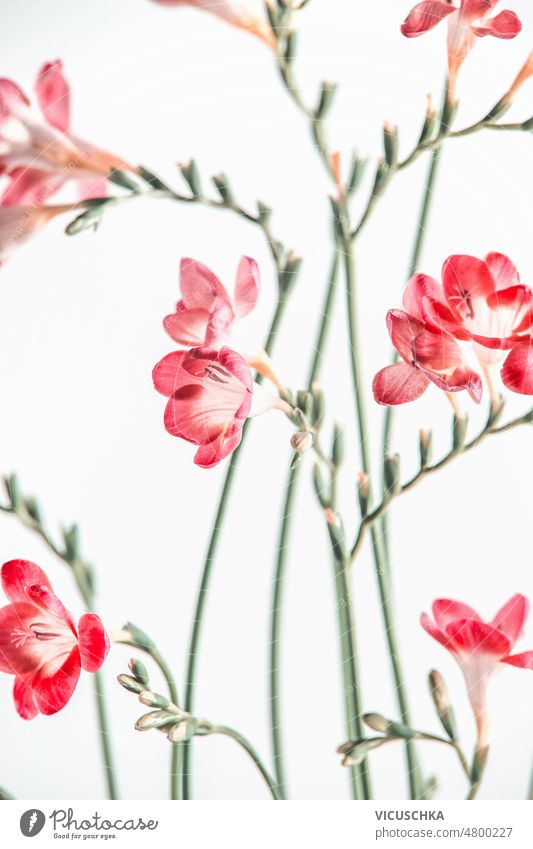 Red blooming summer flowers and green stems pattern at white background red top view botany plant beautiful blossom blurred effects flora floral fresh garden