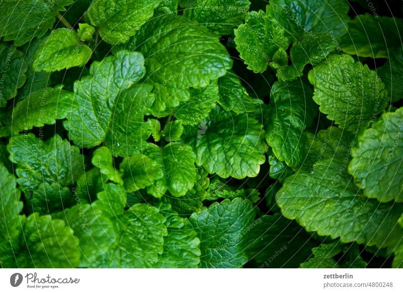 mint Relaxation awakening Garden allotment Garden allotments bud Deserted Nature Plant tranquillity Holiday season Garden plot shrub Copy Space Depth of field