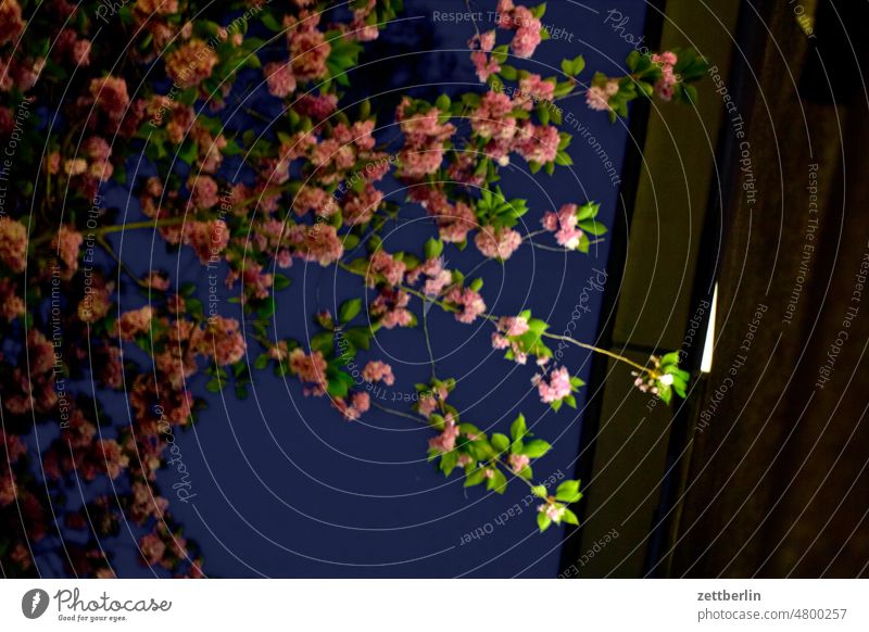 Flowering tree in the evening Tree Cherry tree Blossom cherry blossom House (Residential Structure) Apartment house Worm's-eye view Evening Night Dark Window
