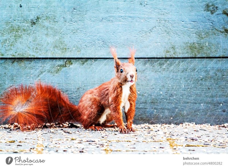 little naughty thing inquisitorial observantly Easygoing cheeky monkey Rodent Nature Pelt Wild animal Funny Small Brash Garden Deserted Exterior shot Curiosity