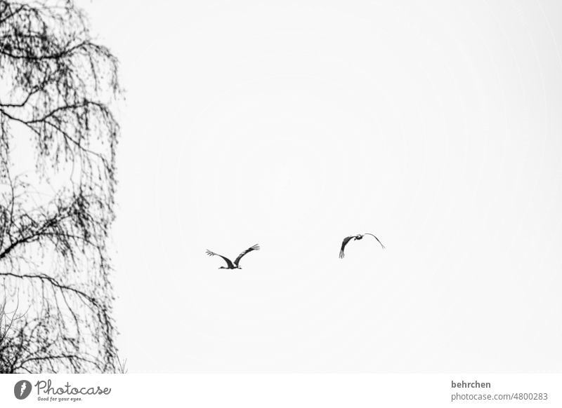 beginning and end | of pulling and arriving again Migratory birds Wild animal in common at the same time Together Couple two Deserted Crane Cranes