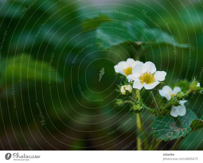 Strawberry bush with green leaves and white flowers in vegetable garden, fruit growing strawberry plant natural nature leaf blossom spring floral agriculture