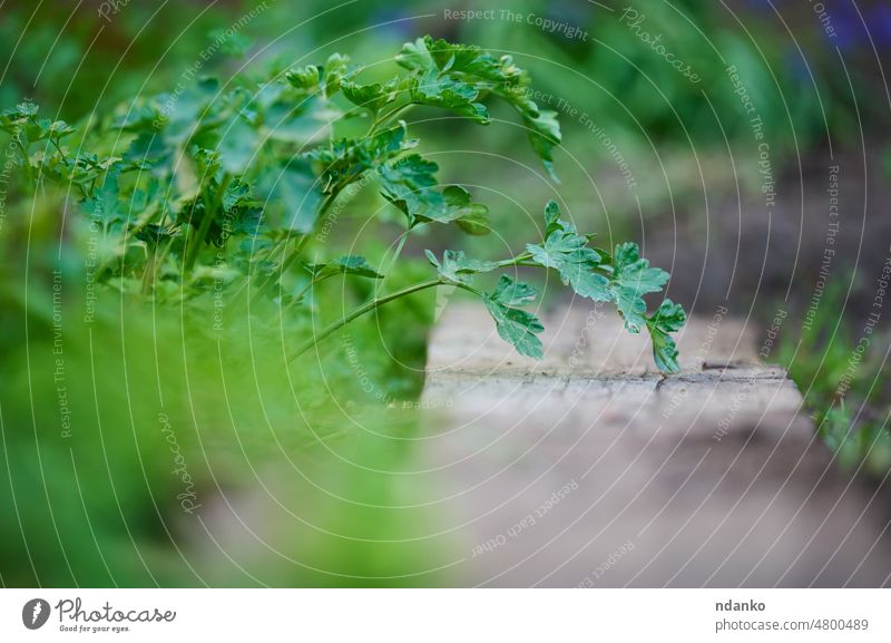 Growing green parsley in the garden, selective focus agriculture botany branch bunch eating field flora floral food fresh freshness growing growth healthy herb