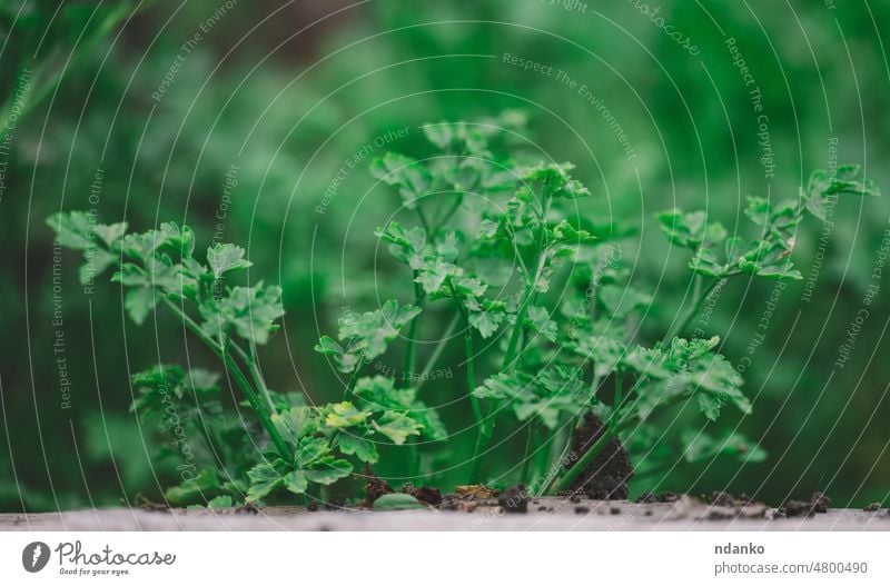 Growing green parsley in the garden, selective focus agriculture botany branch bunch eating field flora floral food fresh freshness growing growth healthy herb