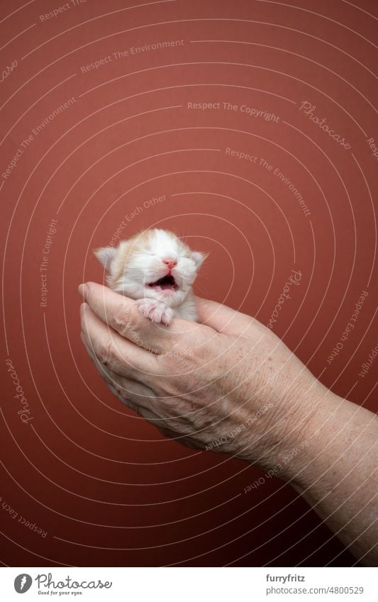 hand holding tiny newborn kitten meowing cat kitty pets domestic cat fluffy fur feline maine coon cat longhair cat purebred cat studio shot indoors small cute