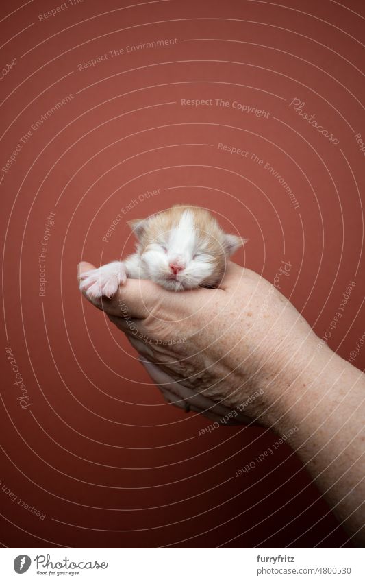 newborn kitten sleeping on hand cat kitty pets domestic cat fluffy fur feline maine coon cat longhair cat purebred cat studio shot indoors tiny small cute baby