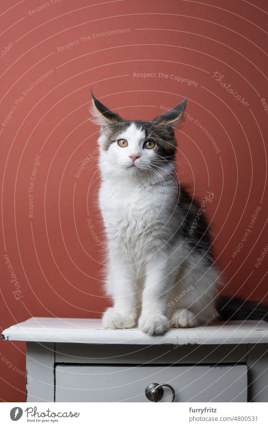 kitten sitting on drawer folding back ears cat kitty pets domestic cat fluffy fur feline maine coon cat longhair cat purebred cat studio shot indoors young cat