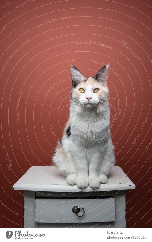 beautiful calico white maine coon cat sitting on drawer portrait kitty pets domestic cat fluffy fur feline longhair cat purebred cat studio shot indoors kitten