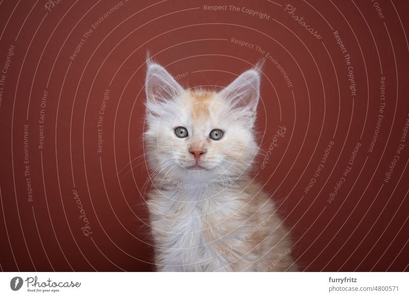 ginger maine coon kitten portrait on red brown background cat kitty pets domestic cat fluffy fur feline maine coon cat longhair cat purebred cat studio shot