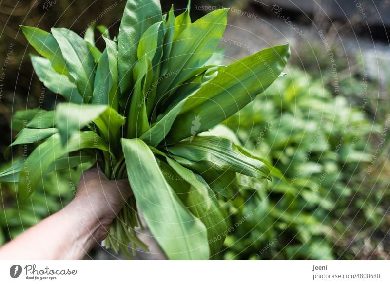 A handful of wild garlic Club moss Harvest Plant Green Garden Vegetable Vegetable garden Fresh Organic produce vegetarian Gardener more vegan Nutrition Food