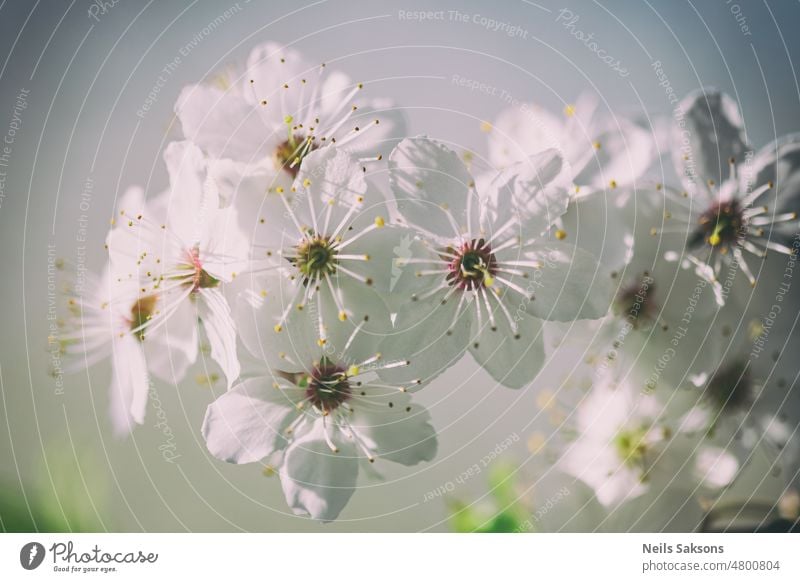 White spring plum blossoms in garden branch branch tree flower fruit growing growth isolated latvia leaf life macro nature peace plant plum tree summer white