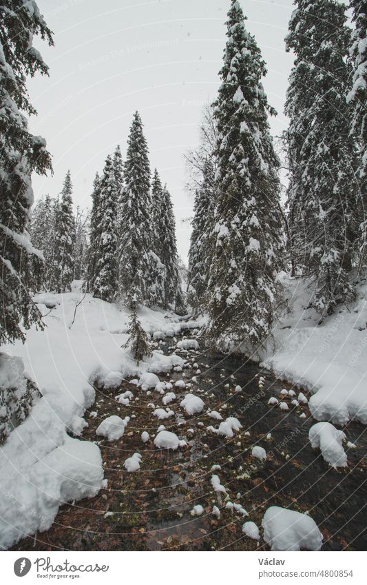 Fairytale winter scenery with ice crystal clear river in pallas yllastunturi national park, lapland, finland.  Spruce forest under a blanket of snow riverside