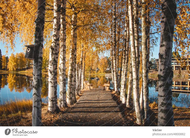 Trail leading past birch trees. The leaves glow a beautiful orange colour above the path leading to the table where you can have snack. Wonderful place to rest and relax in Sotkamo, Kainuu, Finland