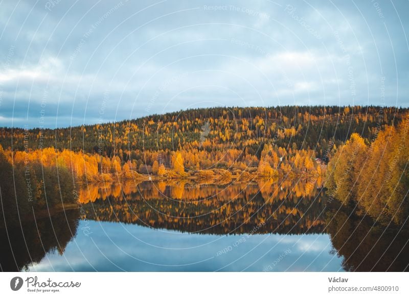 Autumn fairy tale in Kainuu, Finland. The colourful deciduous trees play with all their colours and reflect on the lake surface on a cloudy day. Orange, Green, blue colours