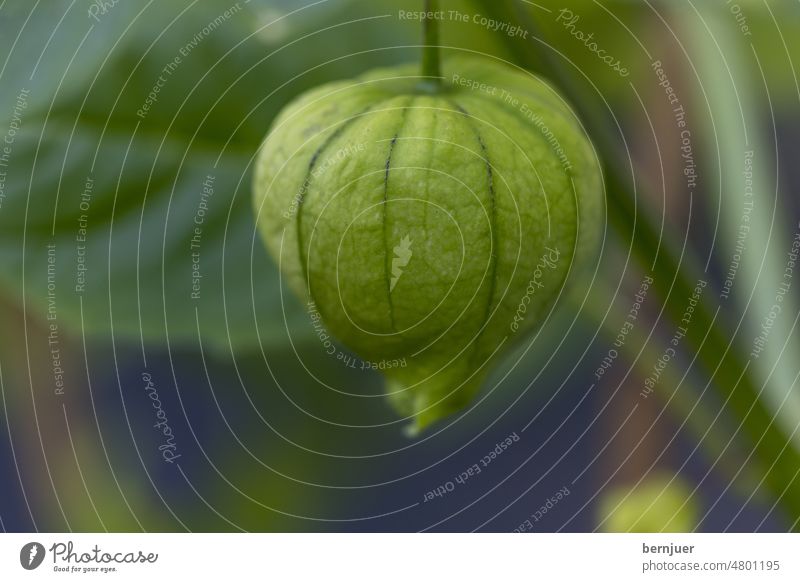 Close up of tomatillo fruit on tree Tomatillo Physalis ingredient Mexico shell luscious insulation boil Vegetable object Milled Meal Seasoning cut tomatoes