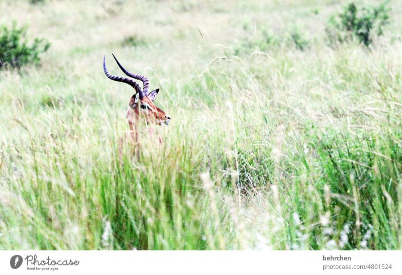 mindfulness | because you should always look closely Animal portrait blurriness Contrast Exterior shot Camouflage Hide Fantastic Colour photo Exceptional