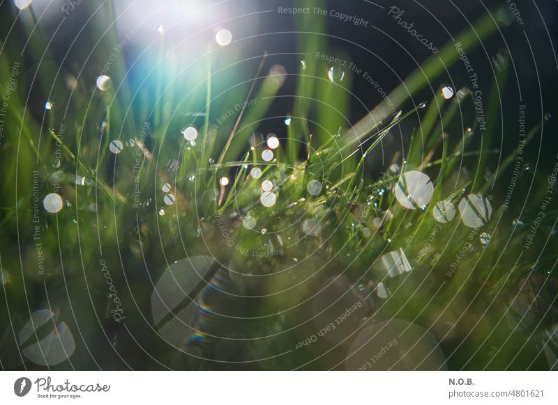 Grass blades with dew drops bokehlicious blades of grass Drops of water Dew Nature macro macro shot Back-light Sunlight Close-up Detail Exterior shot