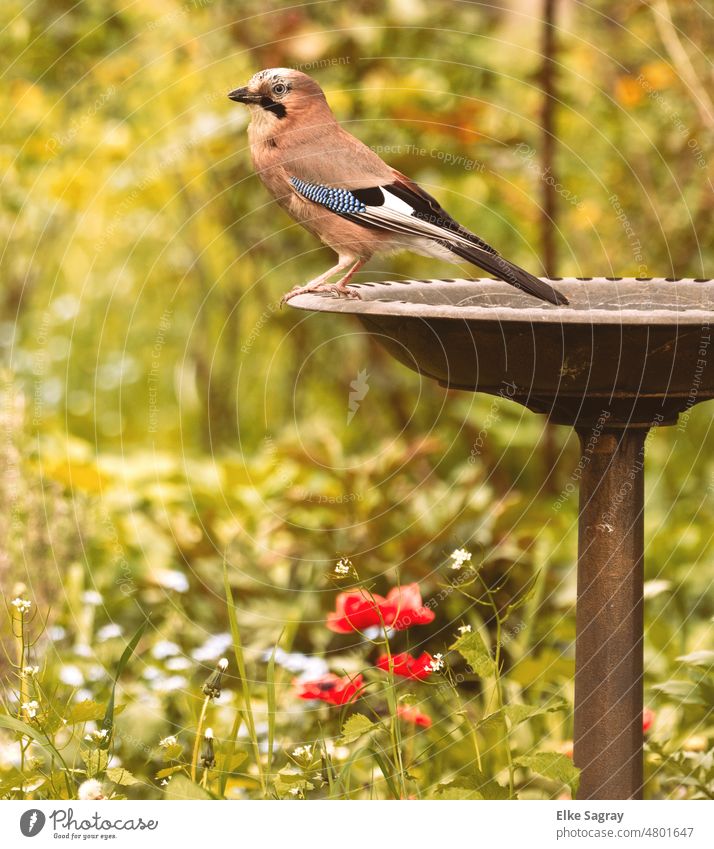 Jay (Garrulus glandarius) a colorful native raven bird Bird Exterior shot Deserted Day Animal portrait Animal face Blue Grand piano Shallow depth of field