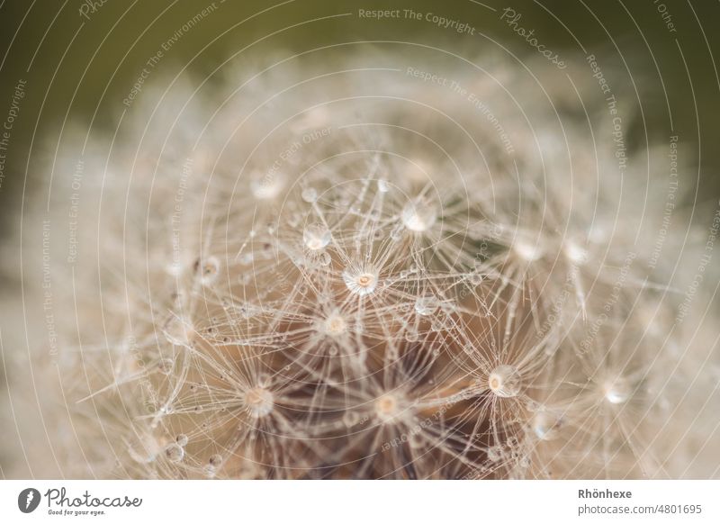 Detail of a dandelion after the rain Rain raindrops text free space above Wet Nature Drops of water Close-up Macro (Extreme close-up) Weather Plant Damp